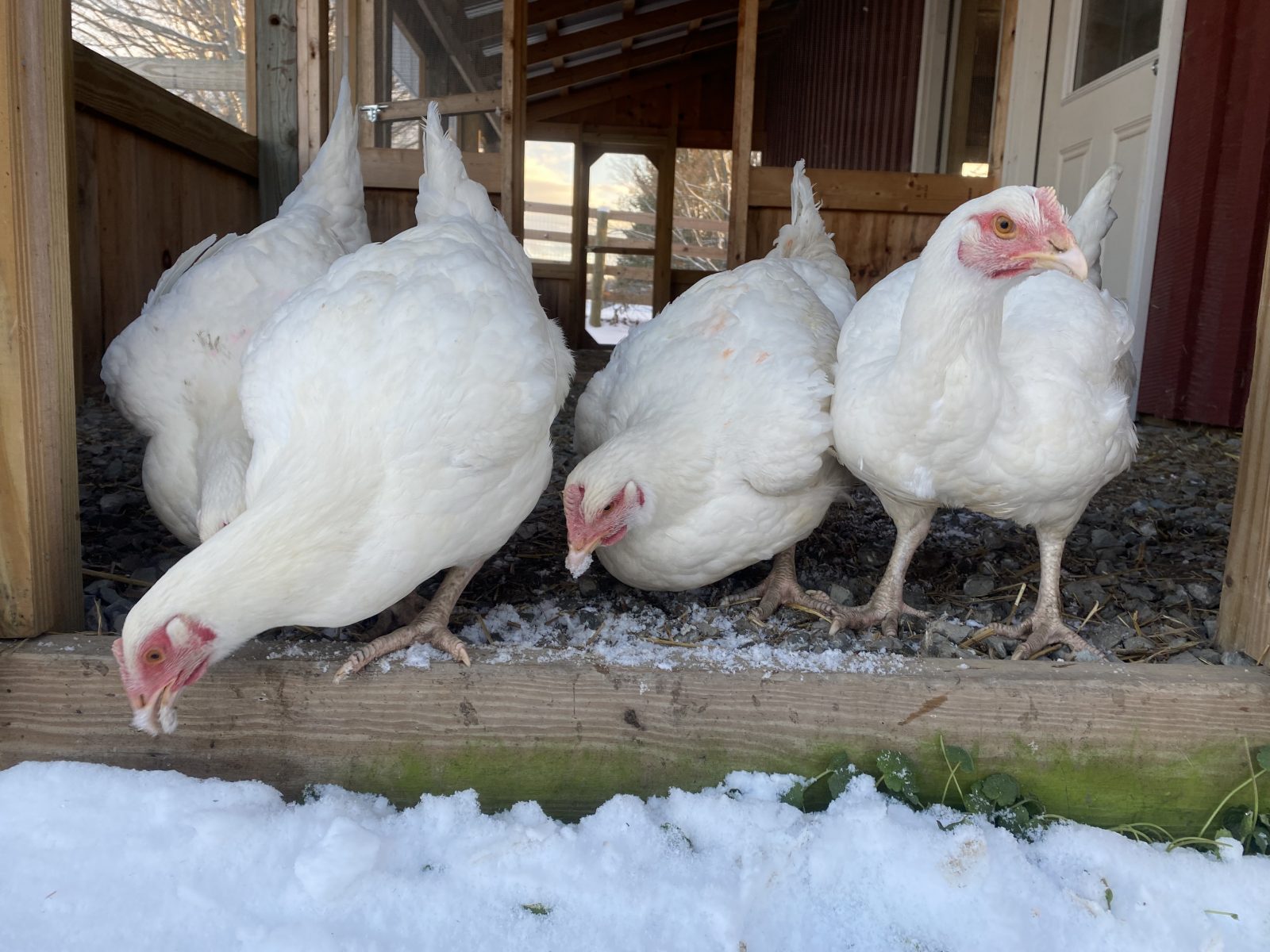 Cornish cross chickens eating snow at Farm Sanctuary