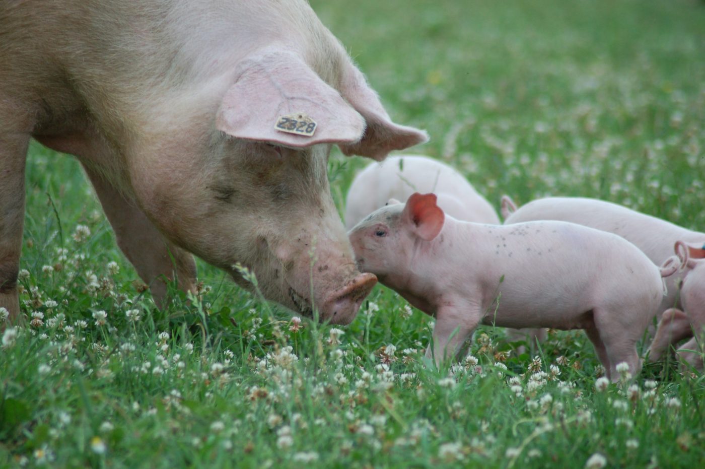 Vertical explainer photo 4 - Nikki and piglets at Farm Sanctuary