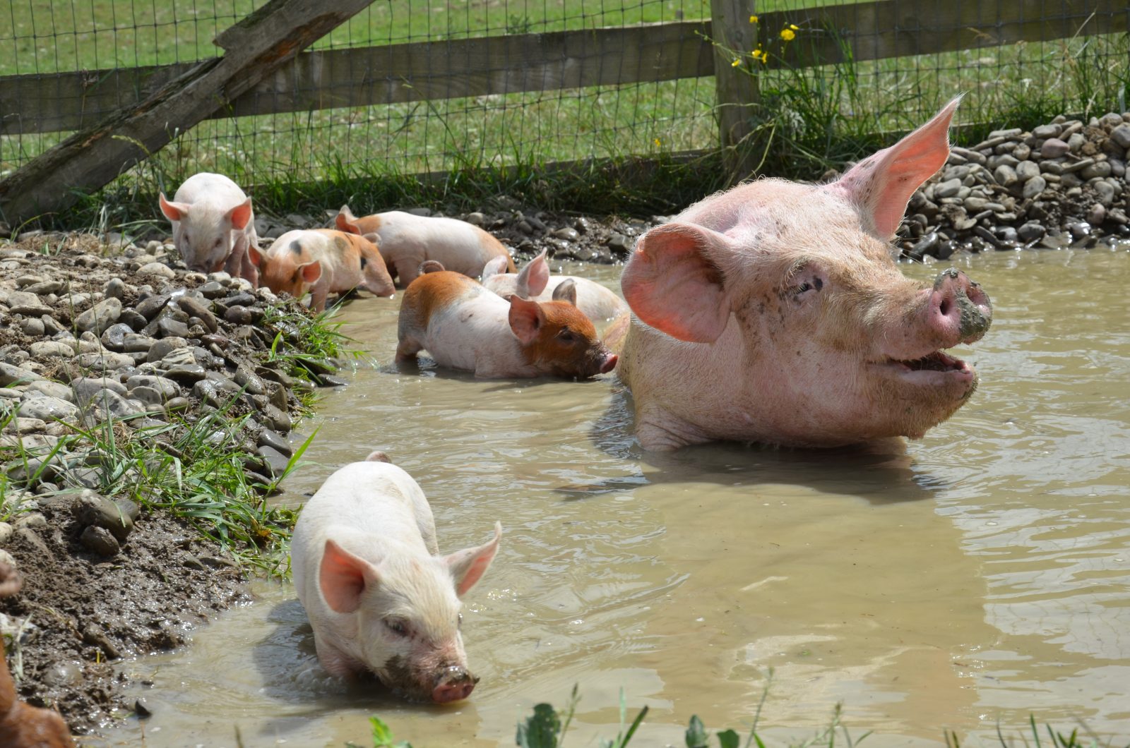 Julia pig and friends at Farm Sanctuary
