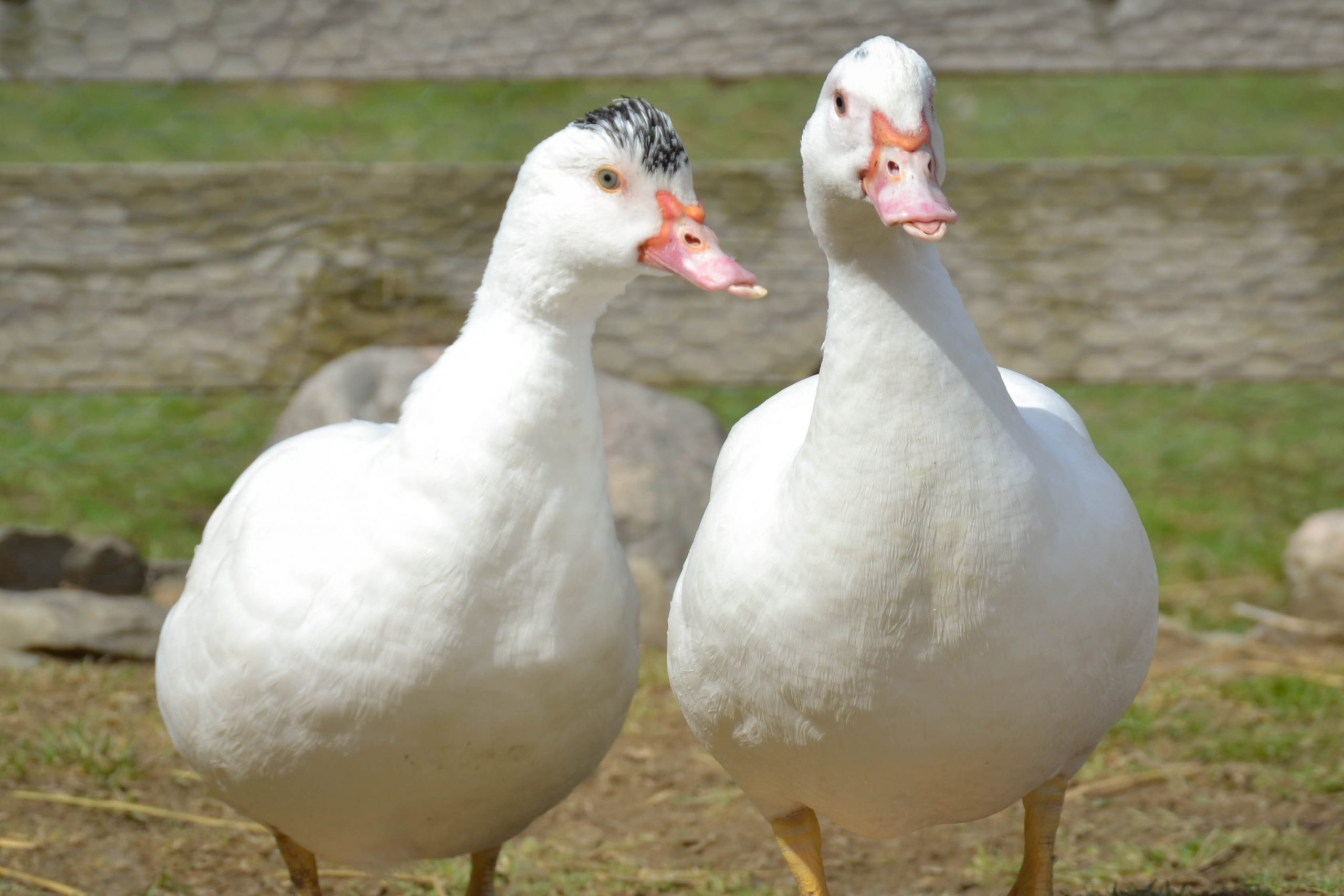 Amelie and Alicia ducks at Farm Sanctuary.
