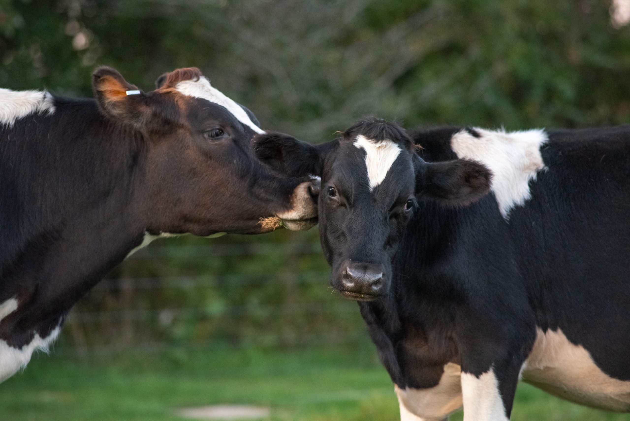 Vertical explainer photo 2 - Snickerdoodle and Michael Morgan calves at Farm Sanctuary.