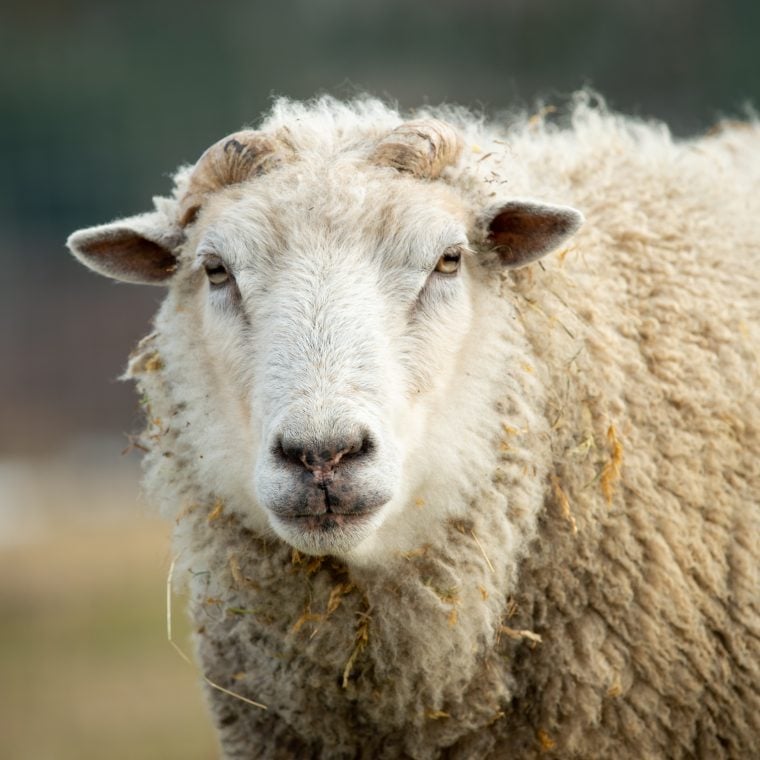 Liam sheep at Farm Sanctuary