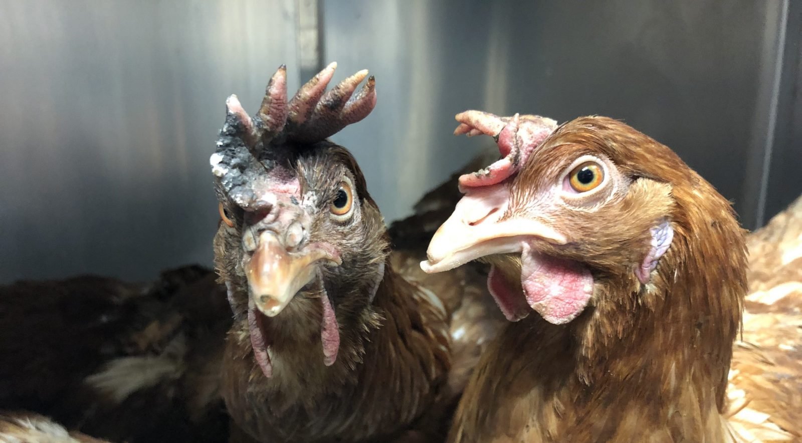 Hens from NJ fires with burned combs