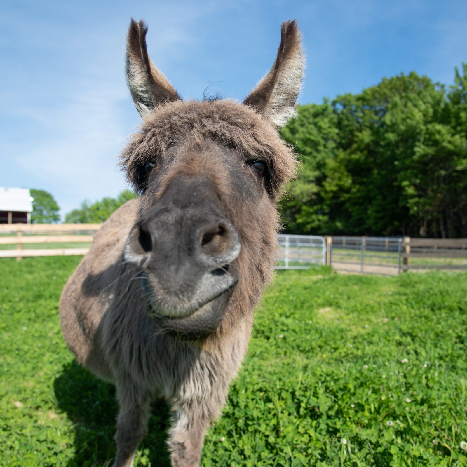 MJ Donkey at Farm Sanctuary's New York shelter