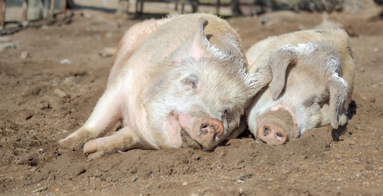 Two pigs snuggling in a dirt pasture
