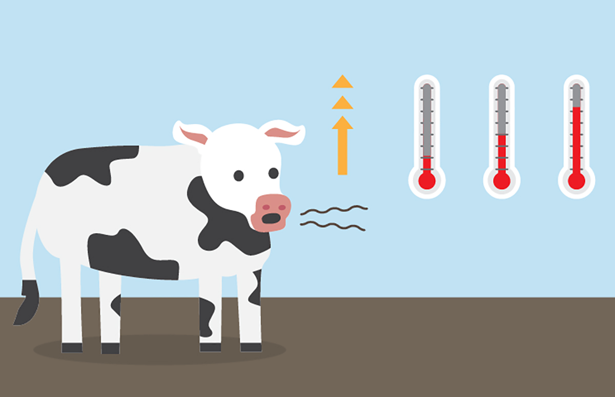 Vertical explainer photo 1 - Cow greenhouse gas emissions graphic