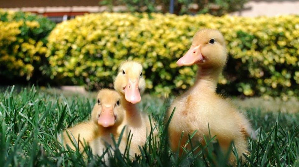 Vertical explainer photo 3 - ducklings