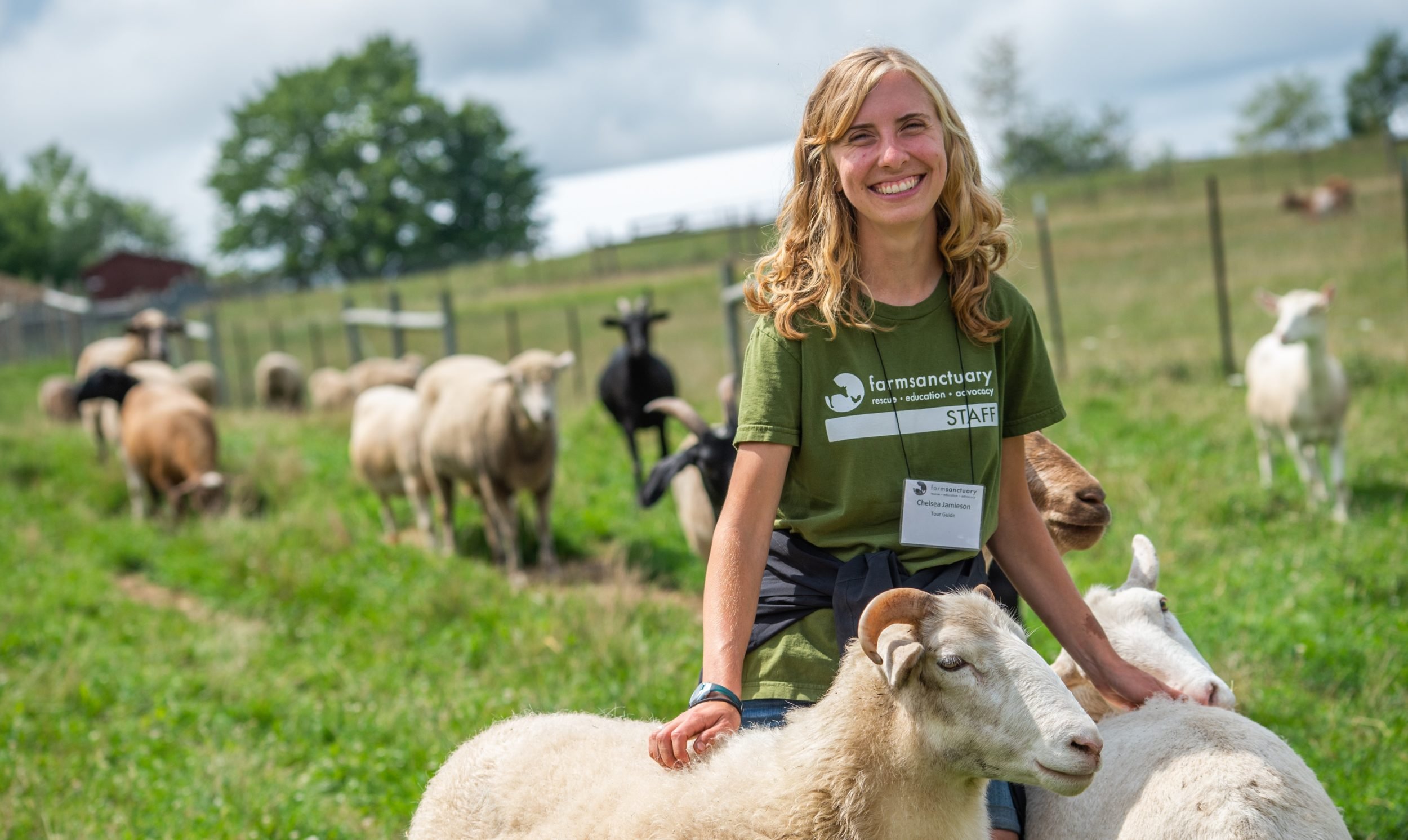 Farm Sanctuary staff member with sheep. Photo: Jo-Anne McArthur
