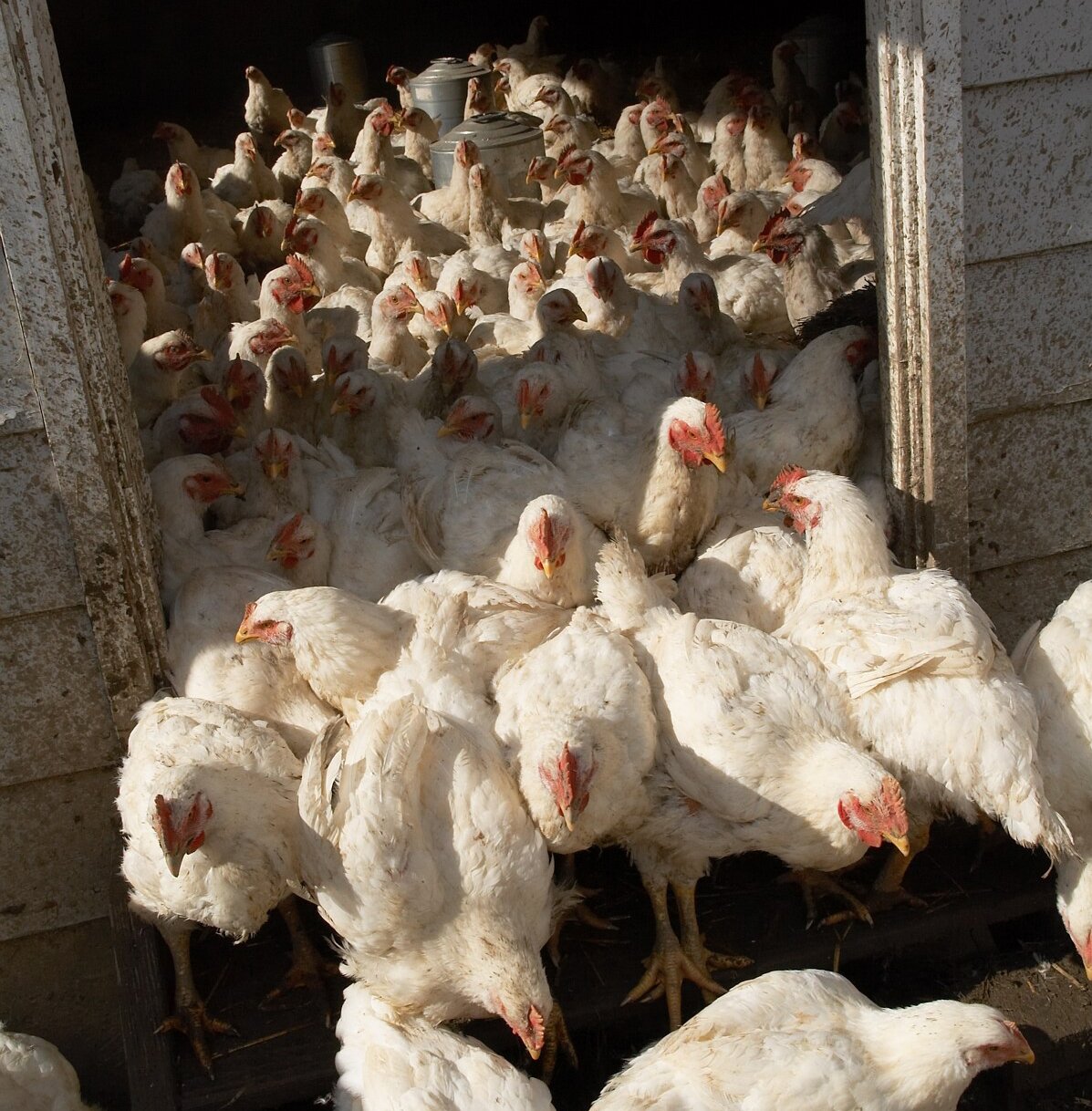 Chickens from Farm Sanctuary's Hurricane Katrina Rescue.