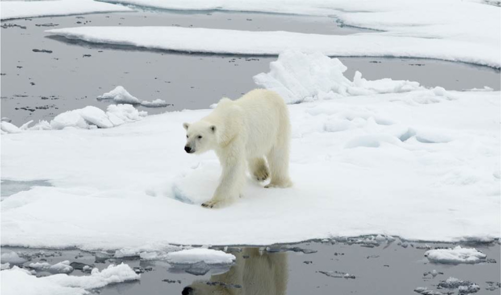 Vertical explainer photo 3 - Polar Bear standing on ice