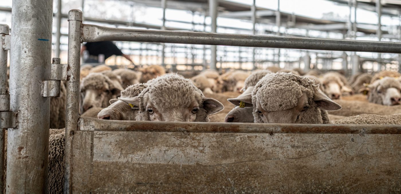Sheep Sale Yards Australia
