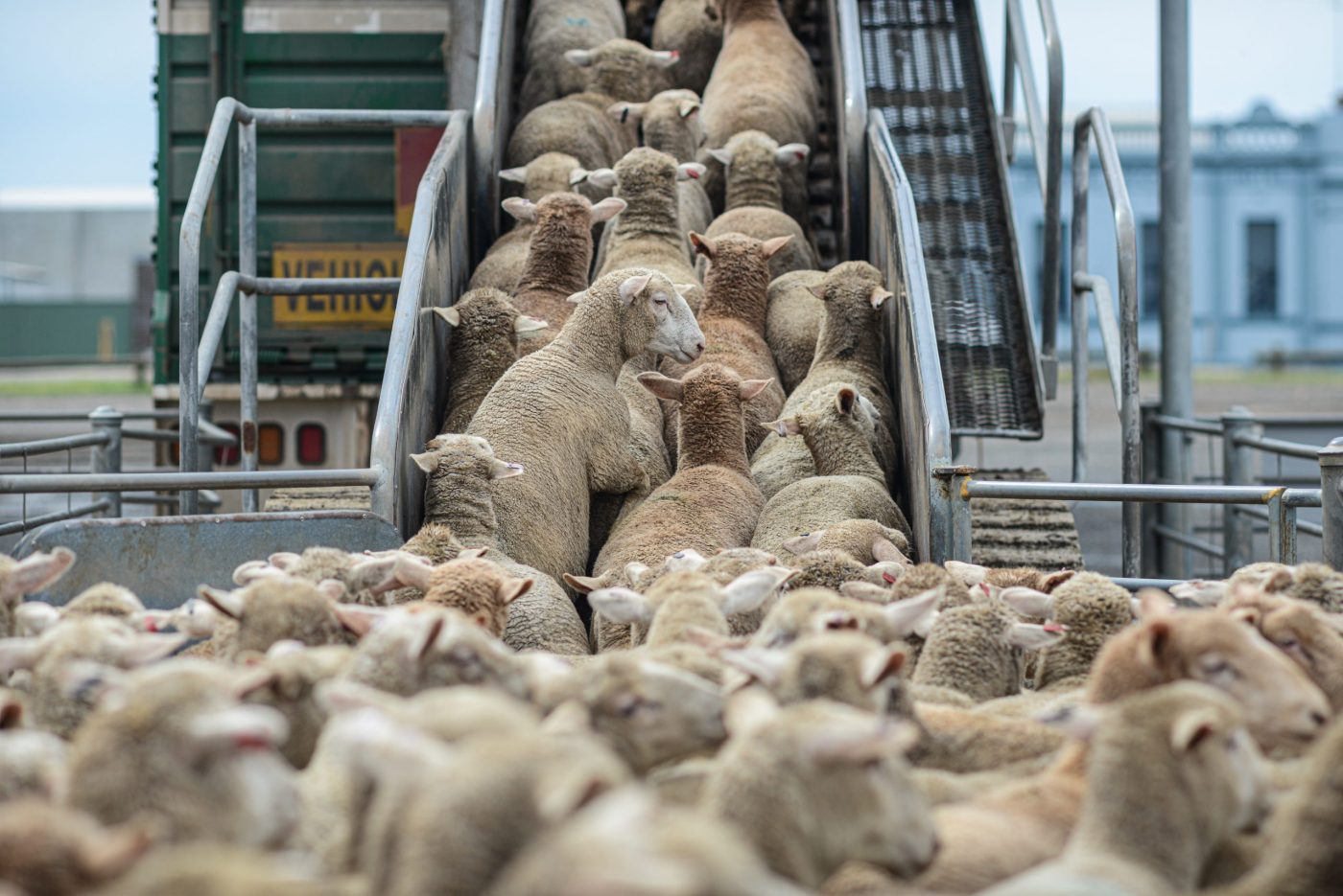 Vertical explainer photo 2 - Sheep being loaded onto trucks from the sale yards. Australia, 2013.