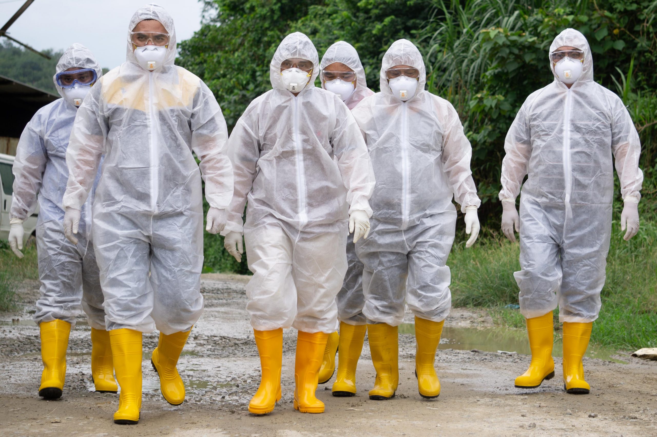 Vertical explainer photo 1 - Veterinary workers wearing personal protection equipment (PPE) during avian influenza (bird flu) checking on chicken barn in Malaysia.