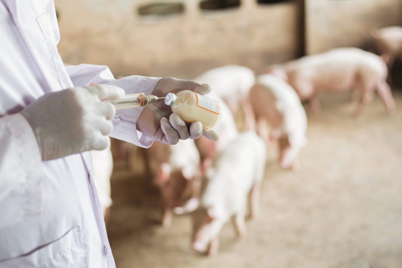 A veterinarian giving a pig a vaccine.