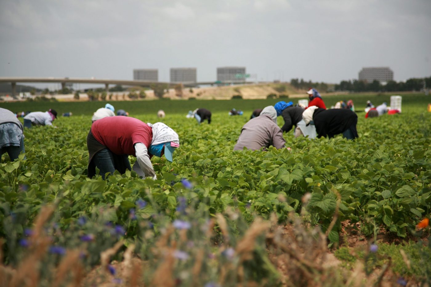 Vertical explainer photo 2 - Workers pick green beans in a field.