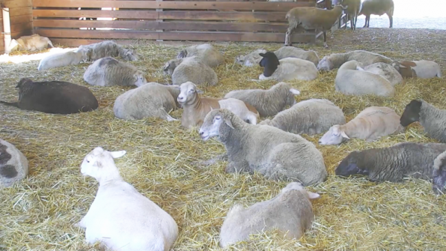 The Farm Sanctuary sheep barn on Explore.org